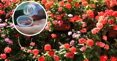 Wlej do pelargonii, a balkon utonie w kwiatach. Bije na głowę nawóz ze sklepu