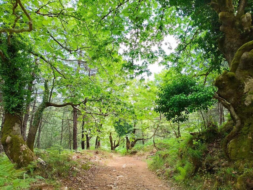 Thassos Ipsarion