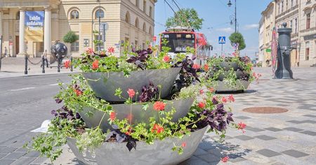 Królują pelargonie i czarne wilce. W centrum Lublina trwa letnia wymiana kwiatów