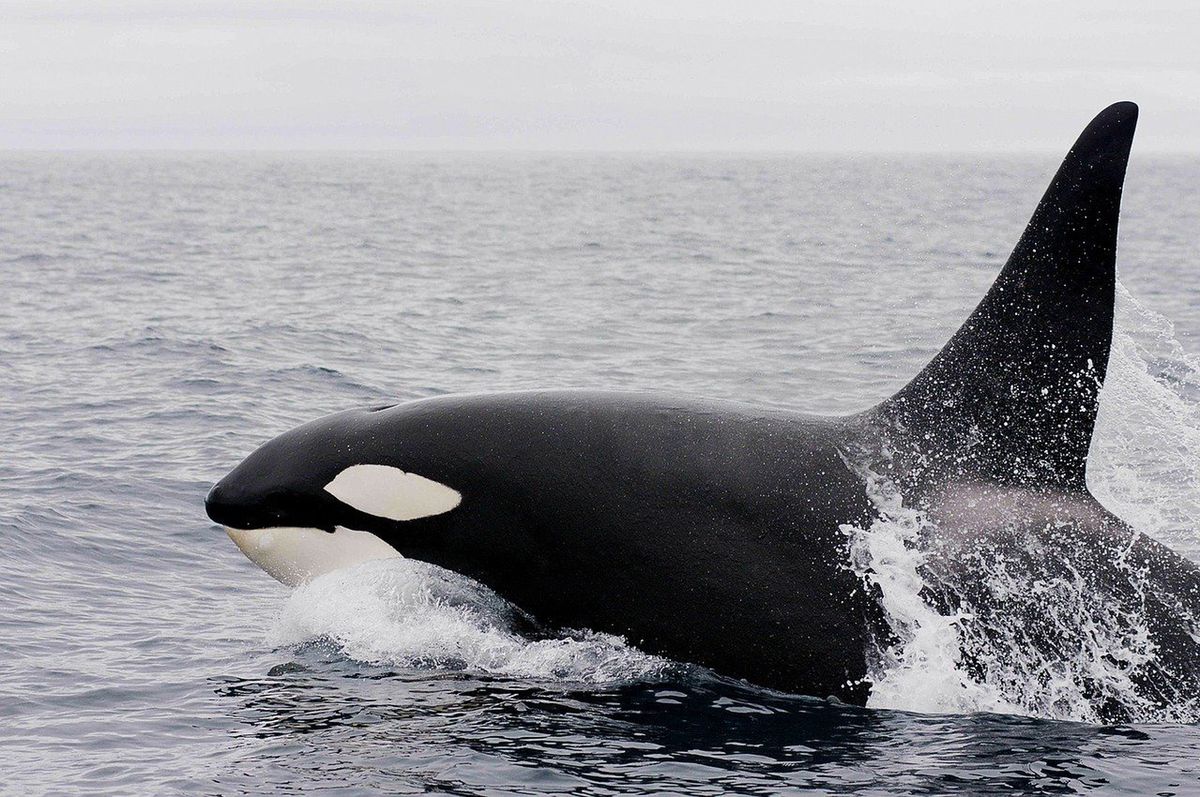 Orka Tahlequah znów jest w ciąży