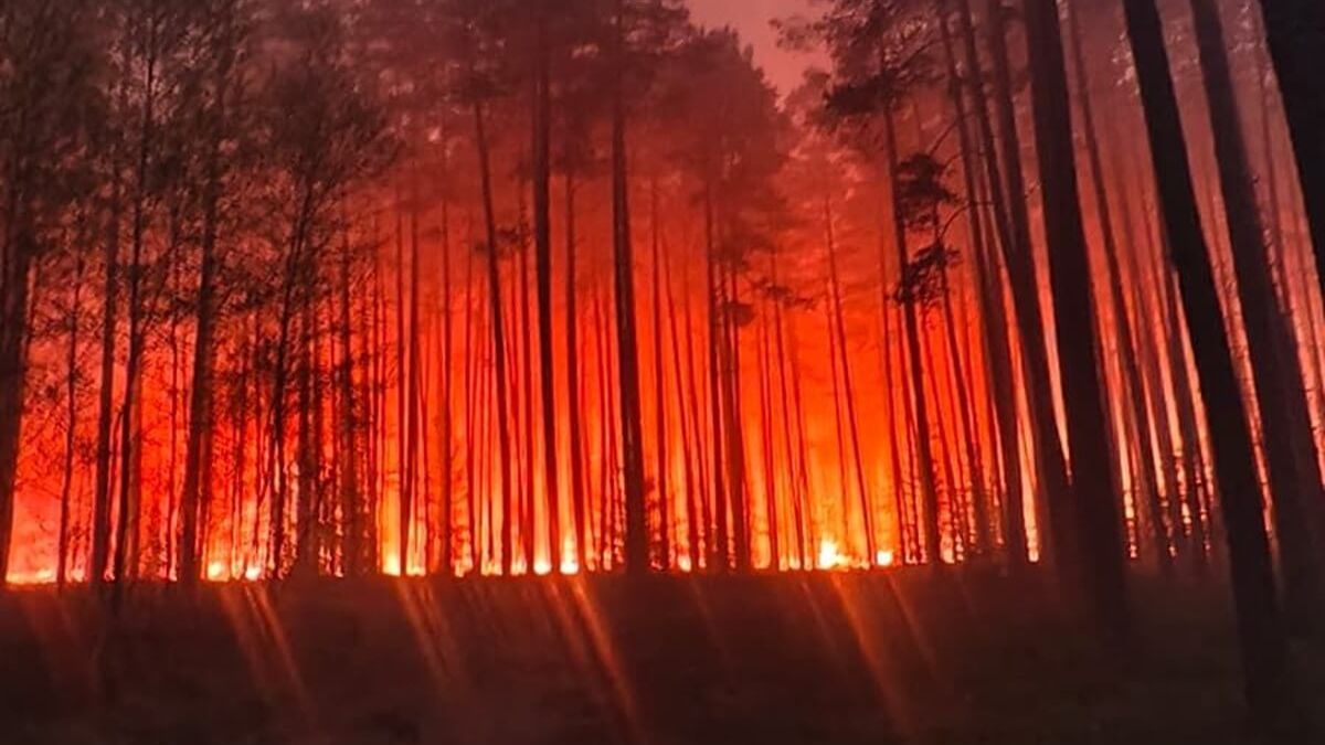 Pożar lasu w Nadleśnictwie Józefów w powiecie biłgorajskim