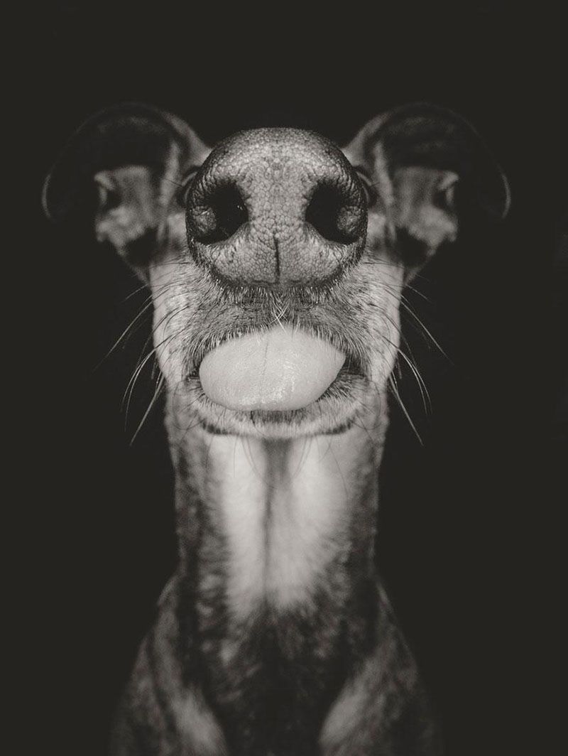 Pełne ekspresji portrety psów Elke Vogelsang 5