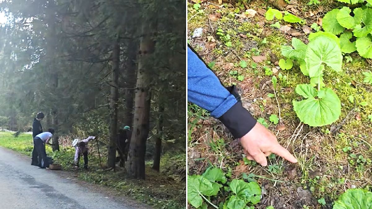 Zbieranie smardzów na Słowacji