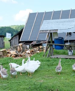 Ptasia grypa na Litwie. Wydali apel do producentów z Polski