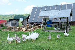 Ptasia grypa na Litwie. Wydali apel do producentów z Polski