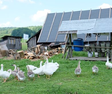 Ptasia grypa na Litwie. Wydali apel do producentów z Polski