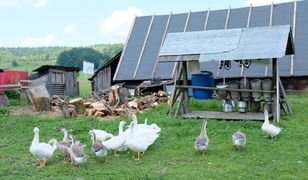 Ptasia grypa na Litwie. Wydali apel do producentów z Polski