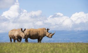 Neandertalczycy zbierali zęby nosorożców. Mieli dobry powód