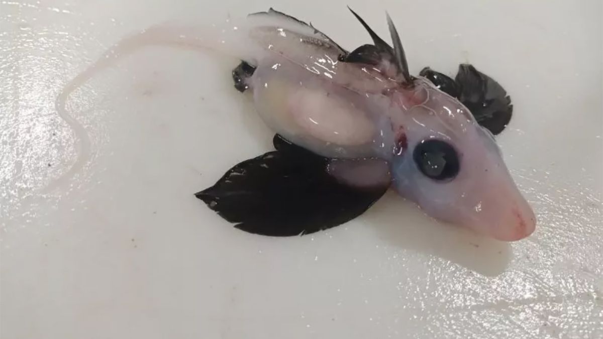 Naukowcy sfotografowali niezwykle rzadki okaz rekina widmo