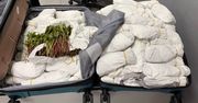 Sukces KAS. Na warszawskim lotnisku przejęto 49 kg narkotyków