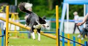 Agility – psia zabawa, która daje radość i zdrowie