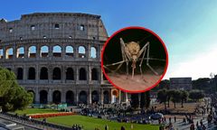 Groźny wirus we Włoszech. Są ofiary śmiertelne, roznoszą go komary