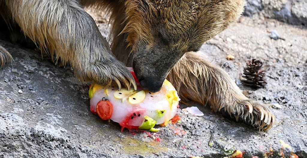 Upał nie oszczędza nikogo. Tak ochładzają się mieszkańcy zoo