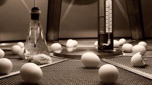 Inkubator do jaj wysyłający SMSy 1