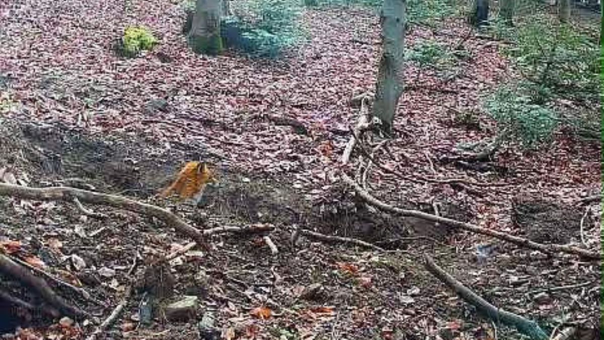 Lis w norze borsuka. Nietypowe zdjęcie z Bieszczad