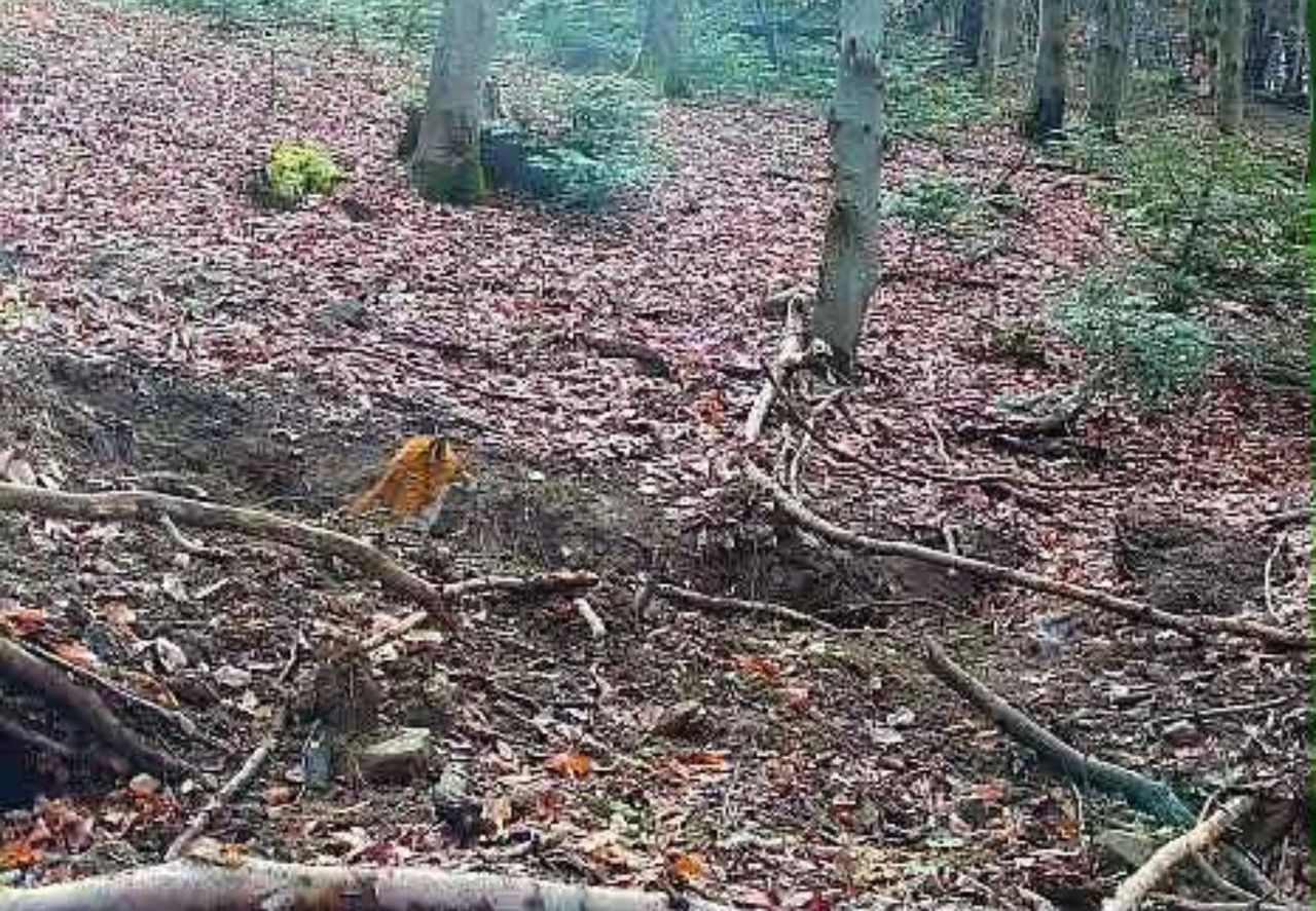 Niesie się ujęcie z Bieszczad. To nie dzieło AI. Aż przecierają oczy