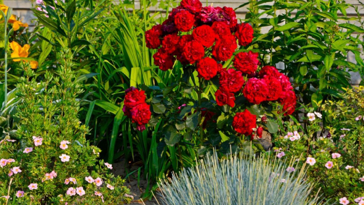 Poznaj sposób na piękne i zdrowe róże