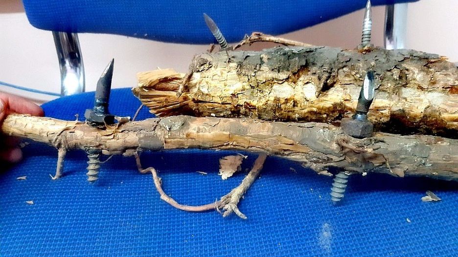 Taką niespodziankę znalazł w lesie jeden z leśniczych Nadleśnictwa Wronki