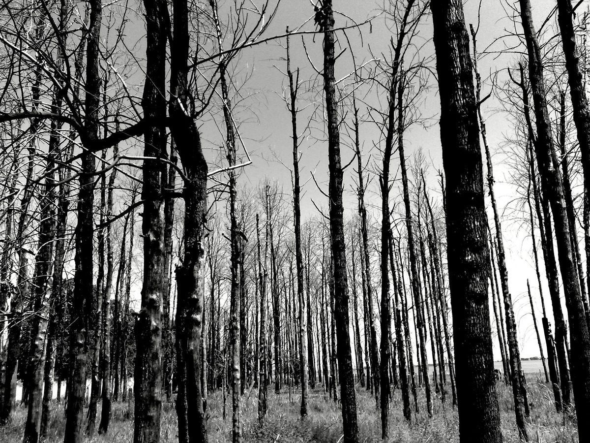 Martwe drzewa (fot. ilustracyjna)