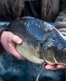 Inspektorzy ruszyli na łowy. Pod lupą sprzedawcy żywych ryb