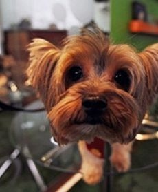 Restauracja dla psów