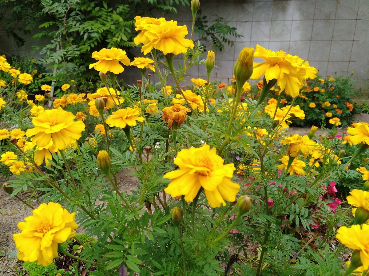 Huawei Y7 – test dobrego smartfona z 5,5-calowym ekranem HD 22