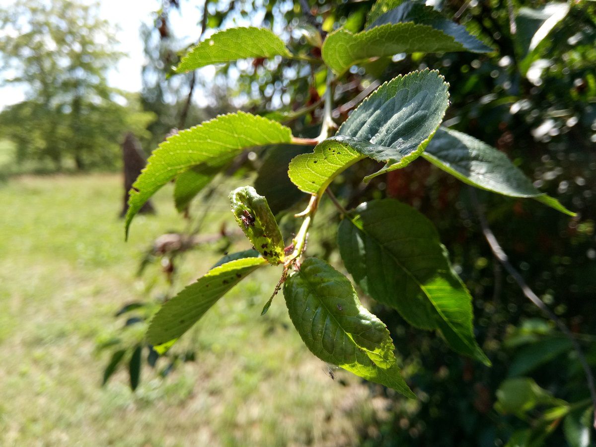 Test TP-Link Neffos X1: perfekcja wykonania w niskiej cenie 19