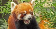 Chrome i Firefox bez obsługi FTP? Ten pomysł nie ma większego sensu