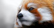 Mozilla prezentuje swoje pomysły na Internet Rzeczy spod znaku Firefox OS-a