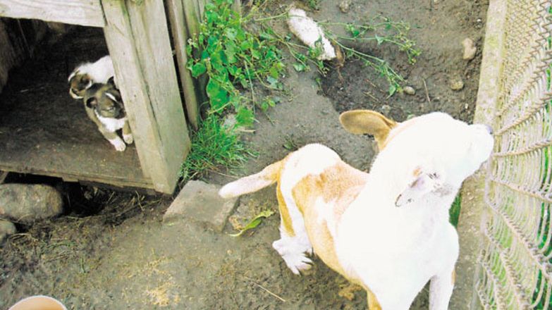 Suka i pięć szczeniaków były skrajnie wycieńczone