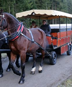 Hybrydowe zaprzęgi podczas testów w Zakopanem