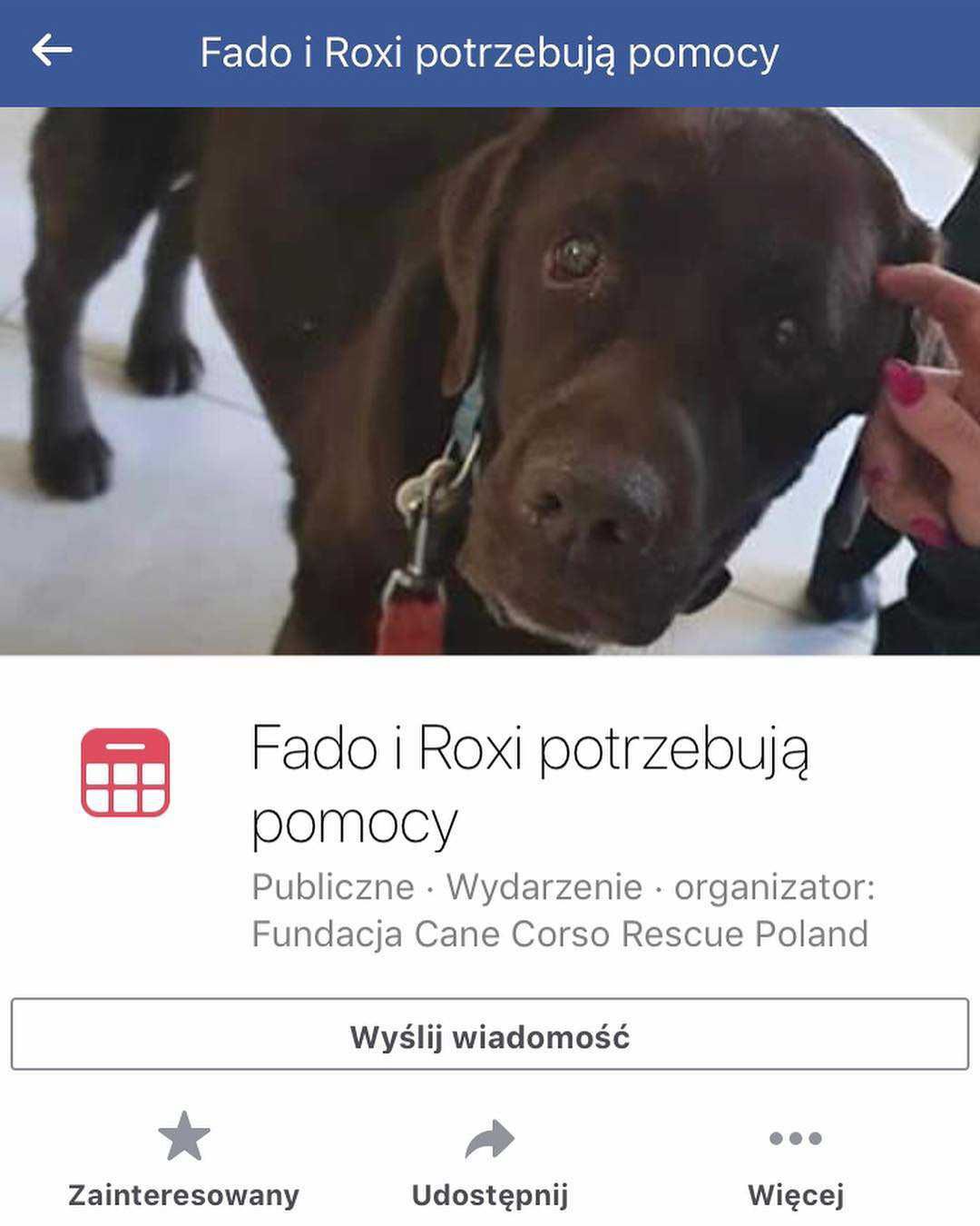 Maciej Zakościelny prosi o pomoc dla psów z filmu "Tylko mnie kochaj"