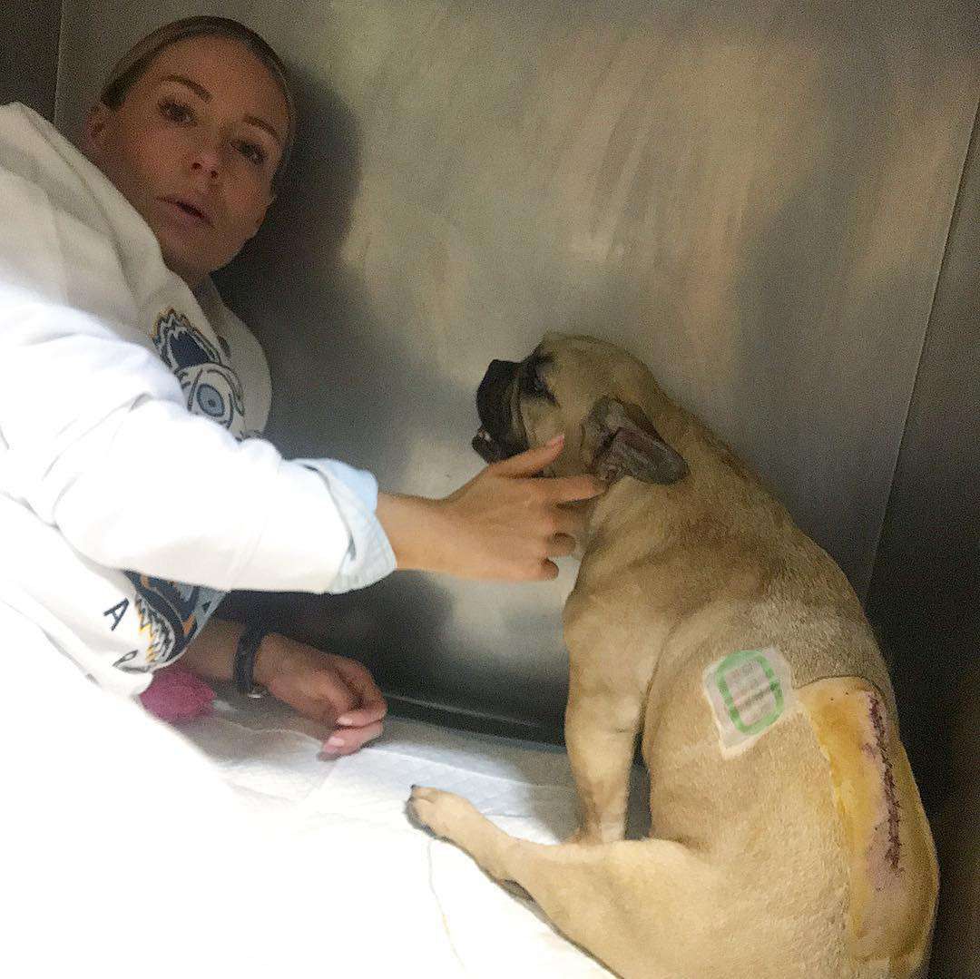 Pies Małgorzaty Rozenek przeszedł poważną operację