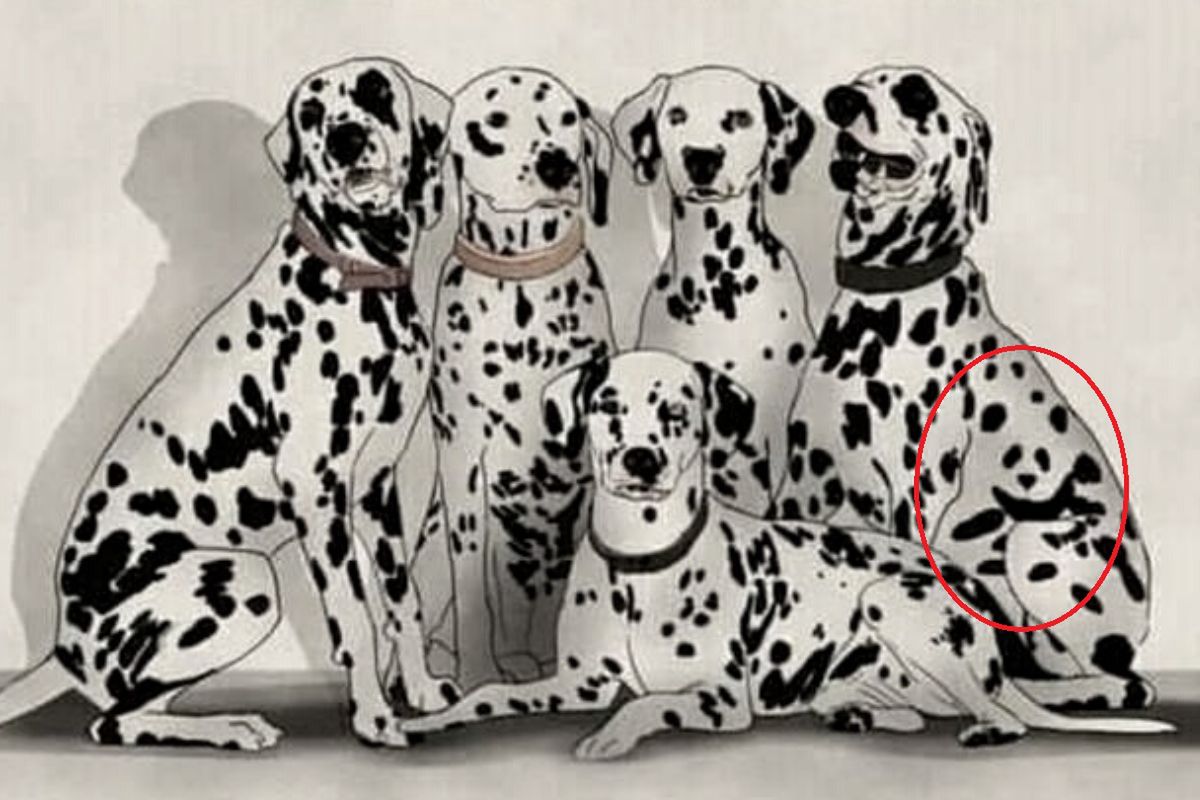 Niedźwiadek nie był łatwy do znalezienia 