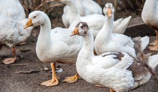 Problem z polskim drobiem. Przez groźną chorobę wybito miliony ptaków