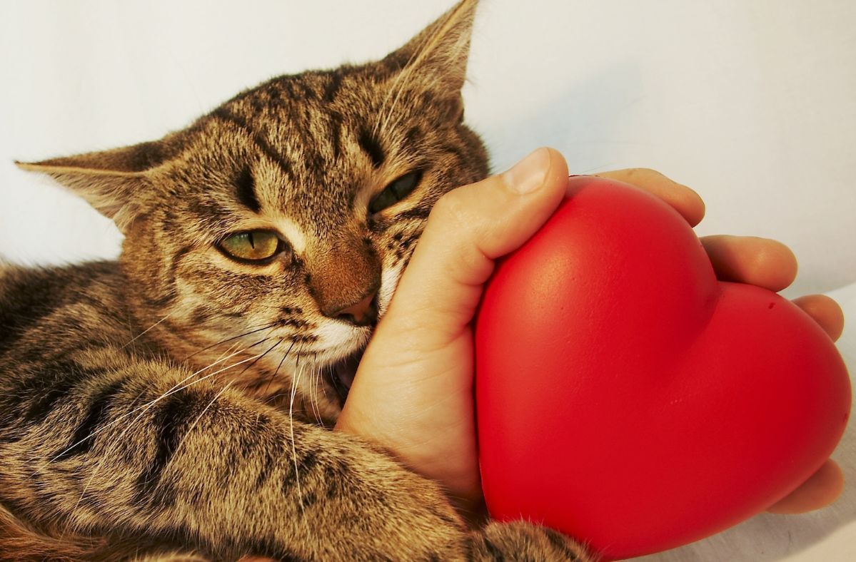 Charity initiative lets you brighten your Valentine's Day by naming a wild cat after an ex