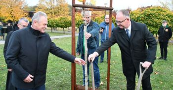 Busko- Zdrój: Drzewo pamięci Mieczysława Sasa w Parku Zdrojowym