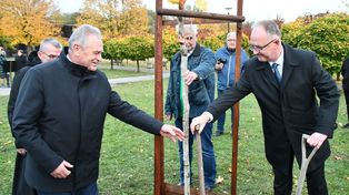Busko- Zdrój: Drzewo pamięci Mieczysława Sasa w Parku Zdrojowym