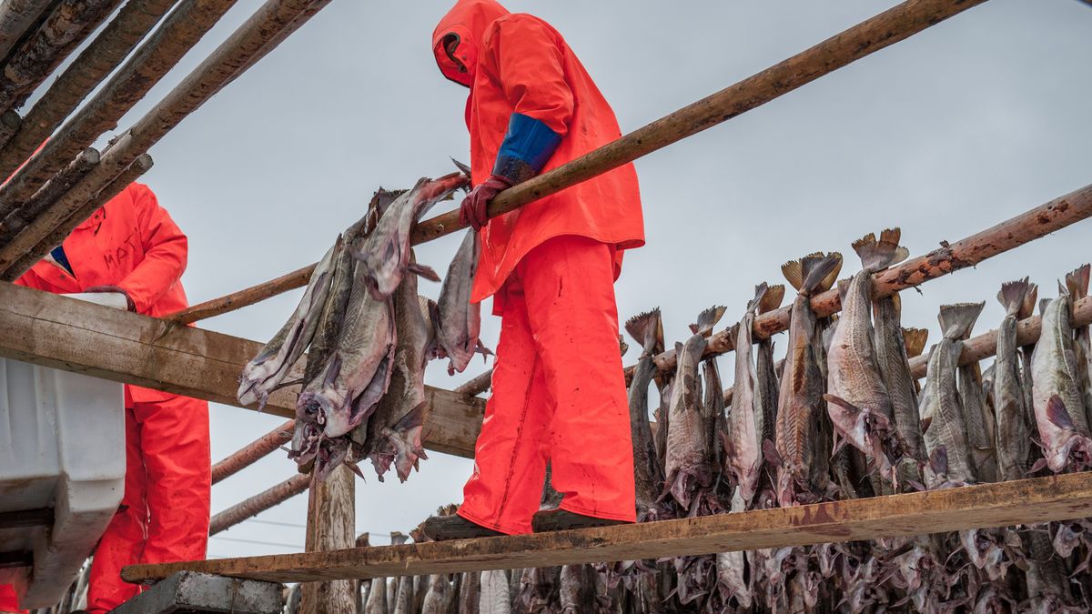 Producing stockfish from cod
cod, norway, lofoten, stockfish, sea, norwegian, fishing, seafood, nordic, fish, food, industry, arctic, scandinavia, stock, island, scandinavian, winter, dry, traditional, farm, tradition, north, drying, fishery, man, people, work, job, cod, norway, lofoten, stockfish, sea, norwegian, fishing, seafood, nordic, fish, food, industry, arctic, scandinavia, stock, island, scandinavian, winter, dry, traditional, farm, tradition, north, drying, fishery