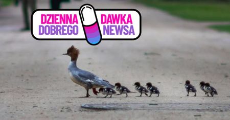 "80 nurogęsiątek". Wolontariusze pomogli, Warszawiacy komentują