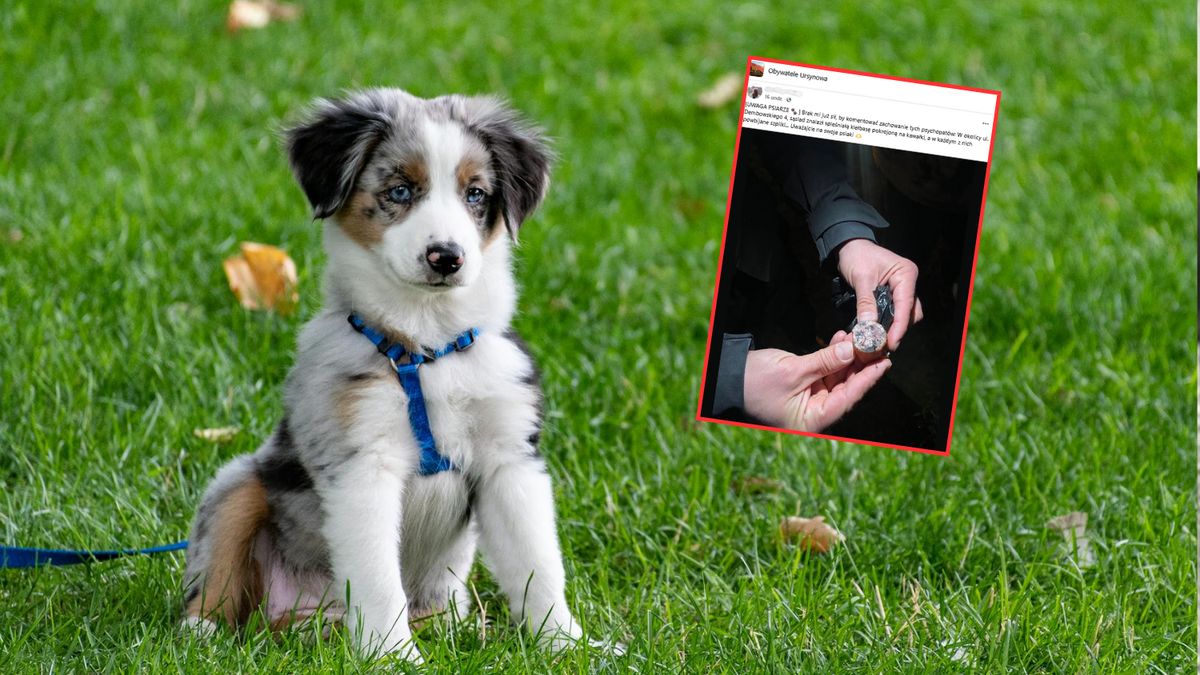 Znalazł spleśniałą kiełbasę ze szpilkami