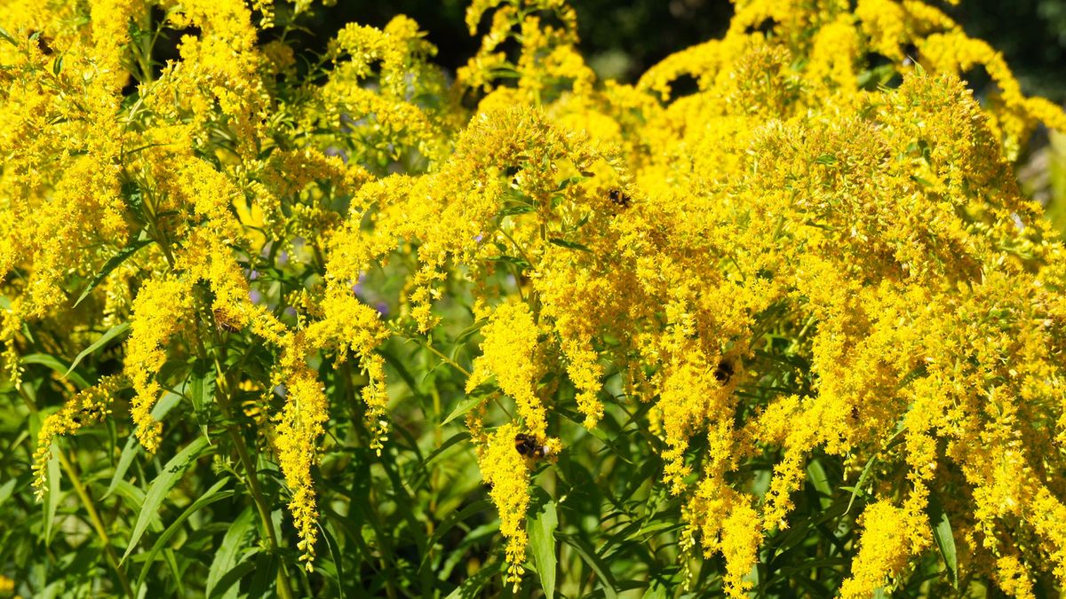 Zielarze zachęcają do korzystania z właściwości tej rośliny. Ma negatywny wpływ na przyrodę
