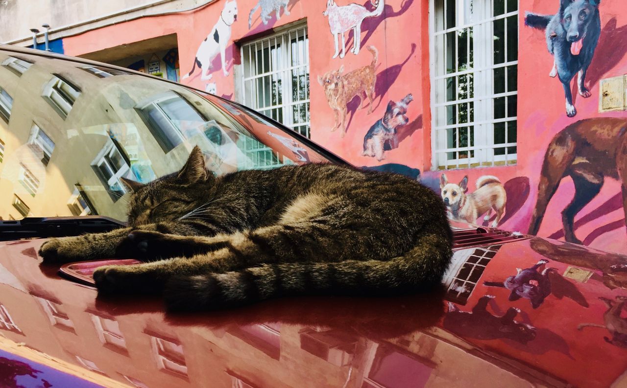 Mural z podwórka przy Roosevelta na wrocławskim Nadodrzu.