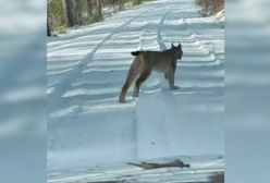 Jechał leśną drogą. Nagle pojawił się ryś