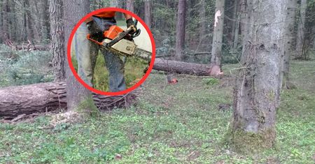 Zginął przy wycince. Media: To kolejna taka tragedia w rodzinie