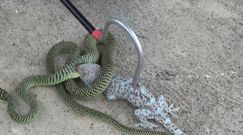 Śmiertelny pojedynek węża z gekonem. Przerażające nagranie