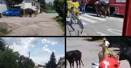 Byki uciekły z transportu. Zgubili je na środku drogi