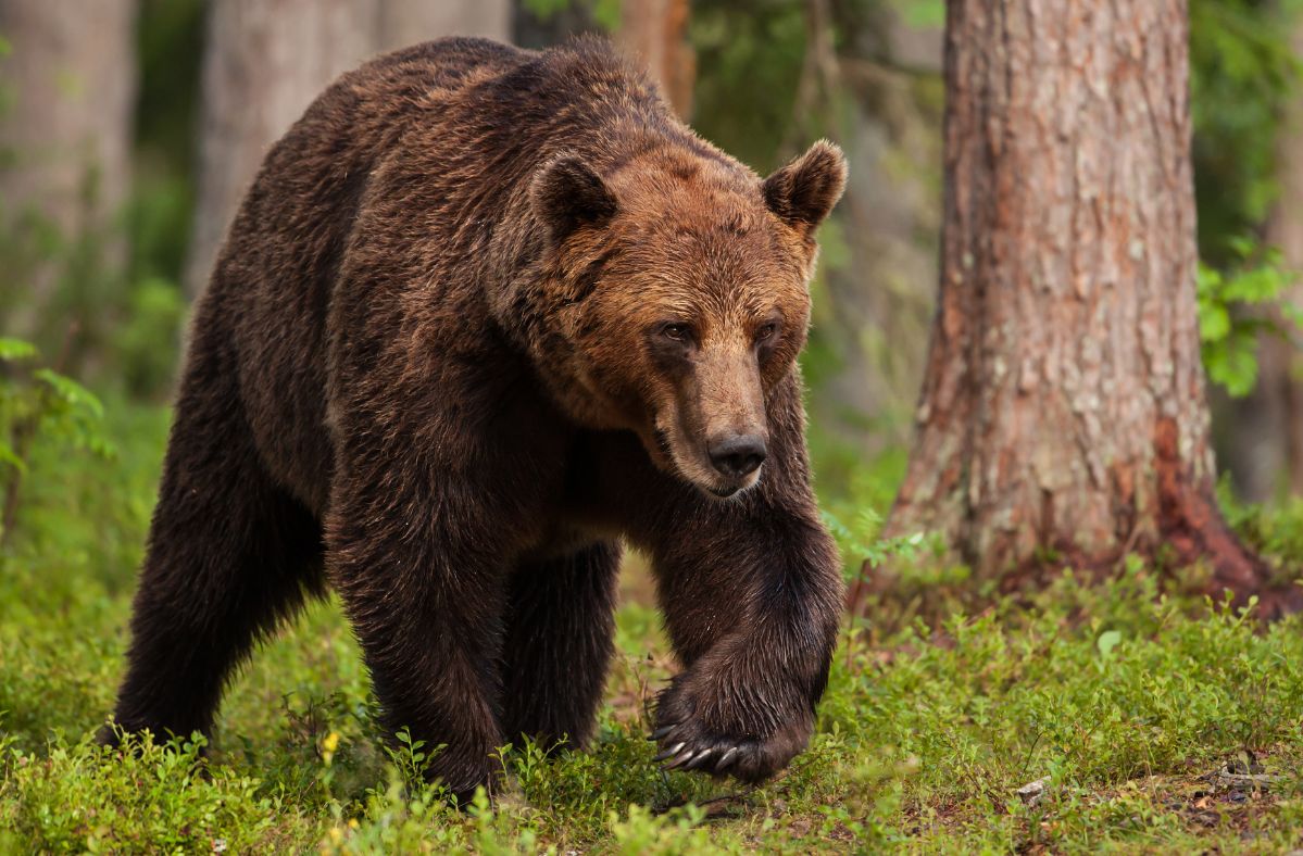 Schweden genehmigt Großabschuss: 500 Braunbären trotz Protesten gejagt