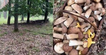 "Borowikowe eldorado" w środku lata. Filmik ma tysiące wyświetleń