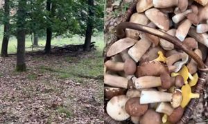 "Borowikowe eldorado" w środku lata. Filmik ma tysiące wyświetleń